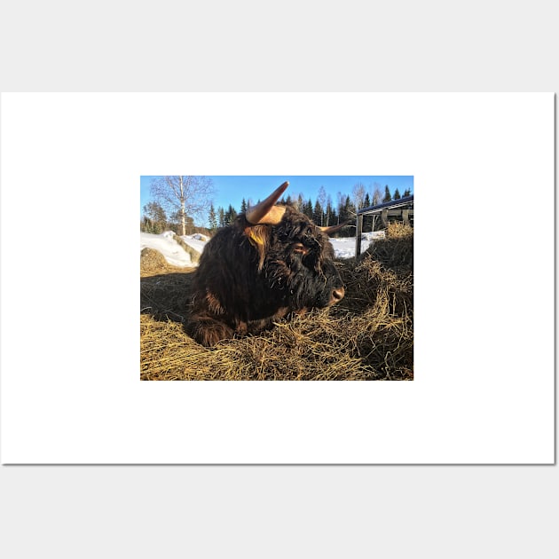 Scottish Highland Cattle Bull 1934 Wall Art by SaarelaHighland